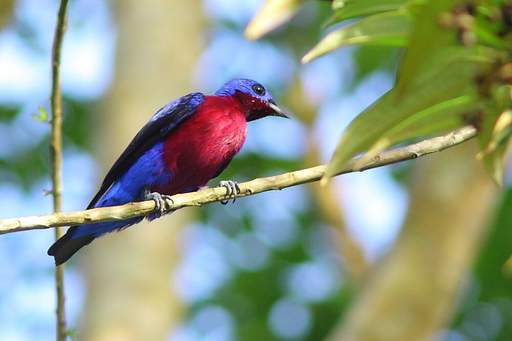 Purple-breasted Cotinga male adult, identification