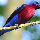Cotinga de Daubenton