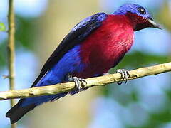 Purple-breasted Cotinga