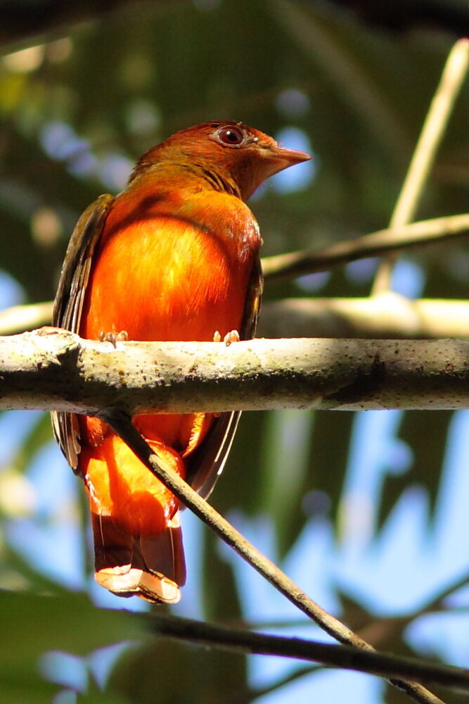 Cotinga ouette mâle immature, identification