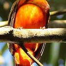 Cotinga ouette