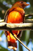 Guianan Red Cotinga