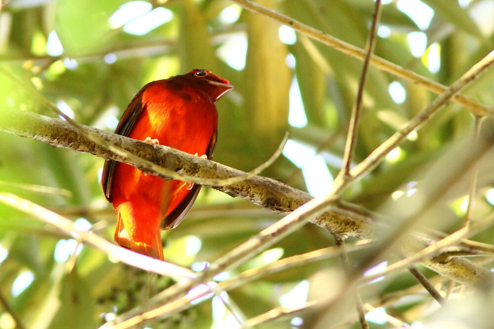 Cotinga ouette mâle adulte, identification