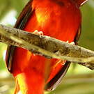 Cotinga ouette