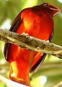 Guianan Red Cotinga