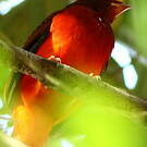 Cotinga ouette