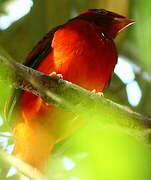 Guianan Red Cotinga