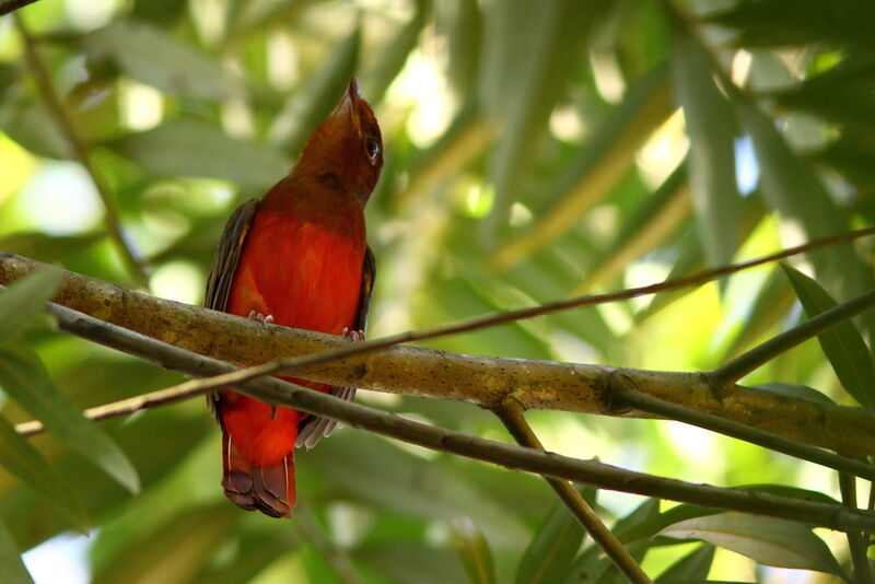 Guianan Red Cotinga male immature, identification