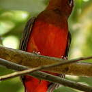 Cotinga ouette