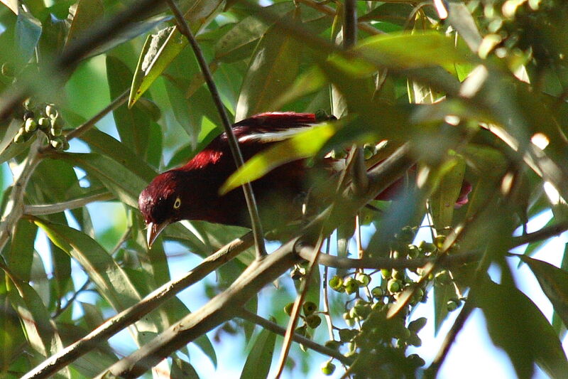 Pompadour Cotinga male adult