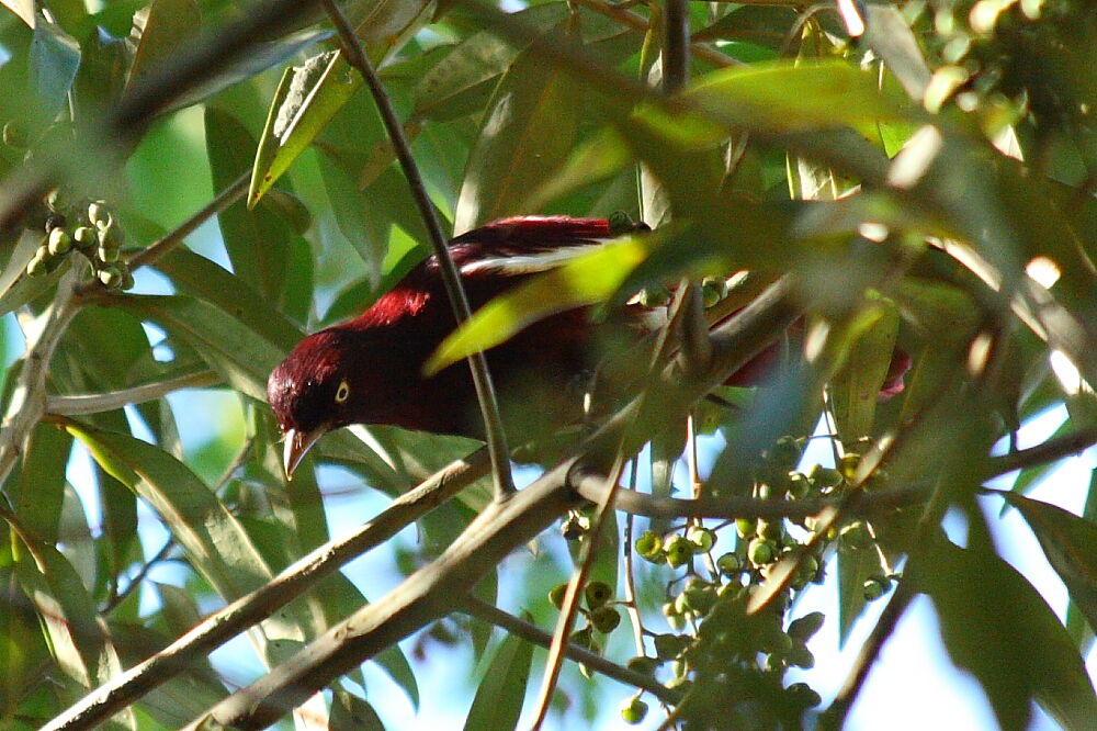 Cotinga pompadour mâle adulte