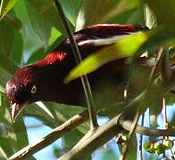 Cotinga pompadour