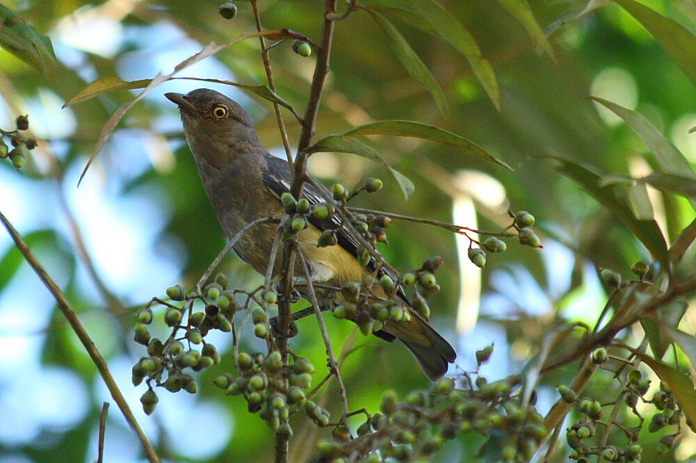 Pompadour Cotinga female adult