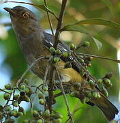 Cotinga pompadour