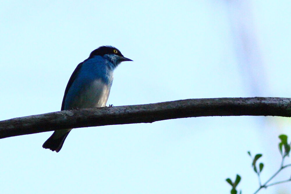 Dacnis à coiffe bleue mâle adulte