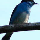 Dacnis à coiffe bleue
