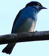 Black-faced Dacnis