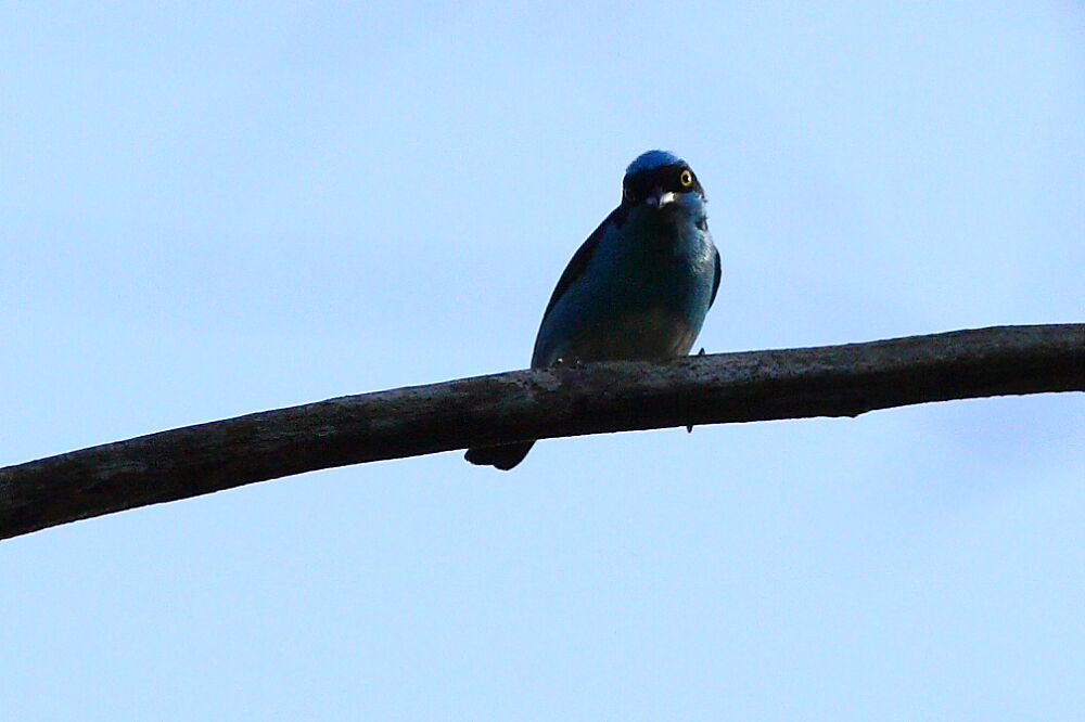 Dacnis à coiffe bleue mâle adulte