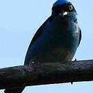 Dacnis à coiffe bleue