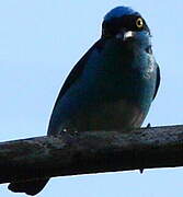 Black-faced Dacnis