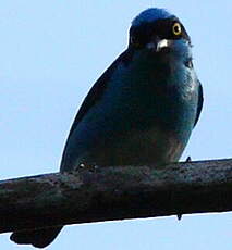 Dacnis à coiffe bleue