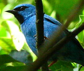 Dacnis bleu