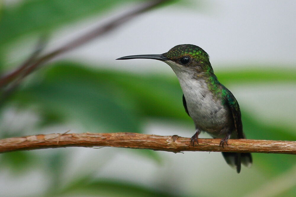 Fork-tailed Woodnymph female, identification