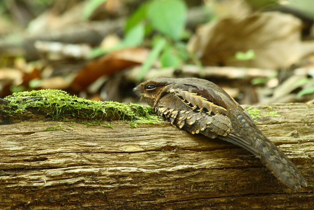 Pauraque, identification