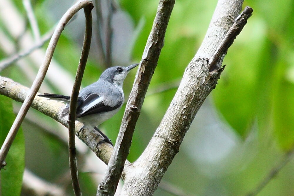 Tropical Gnatcatcher female adult