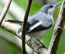 Tropical Gnatcatcher