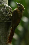 Wedge-billed Woodcreeper