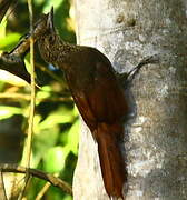 Chestnut-rumped Woodcreeper