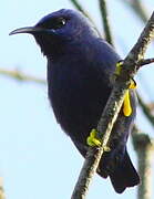 Purple Honeycreeper