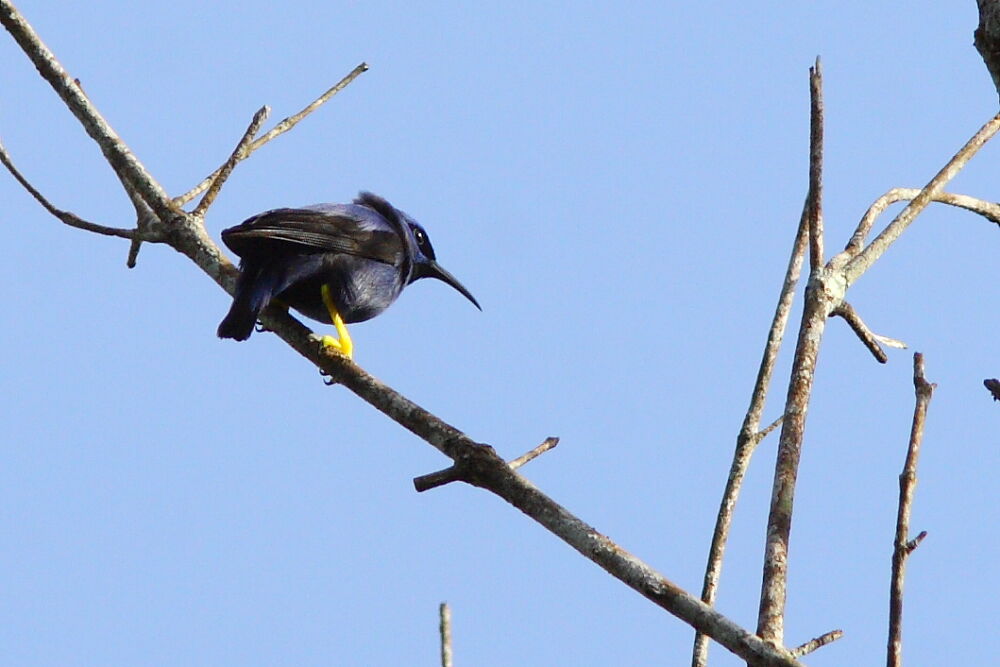 Purple Honeycreeper male adult