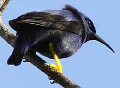 Purple Honeycreeper