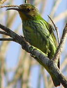 Purple Honeycreeper