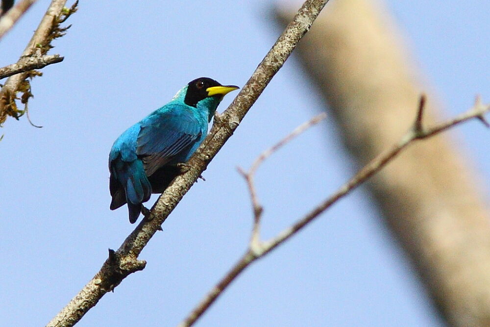 Green Honeycreeper male adult