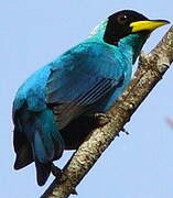 Green Honeycreeper