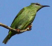 Red-legged Honeycreeper