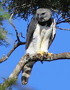 Harpy Eagle