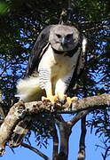 Harpy Eagle