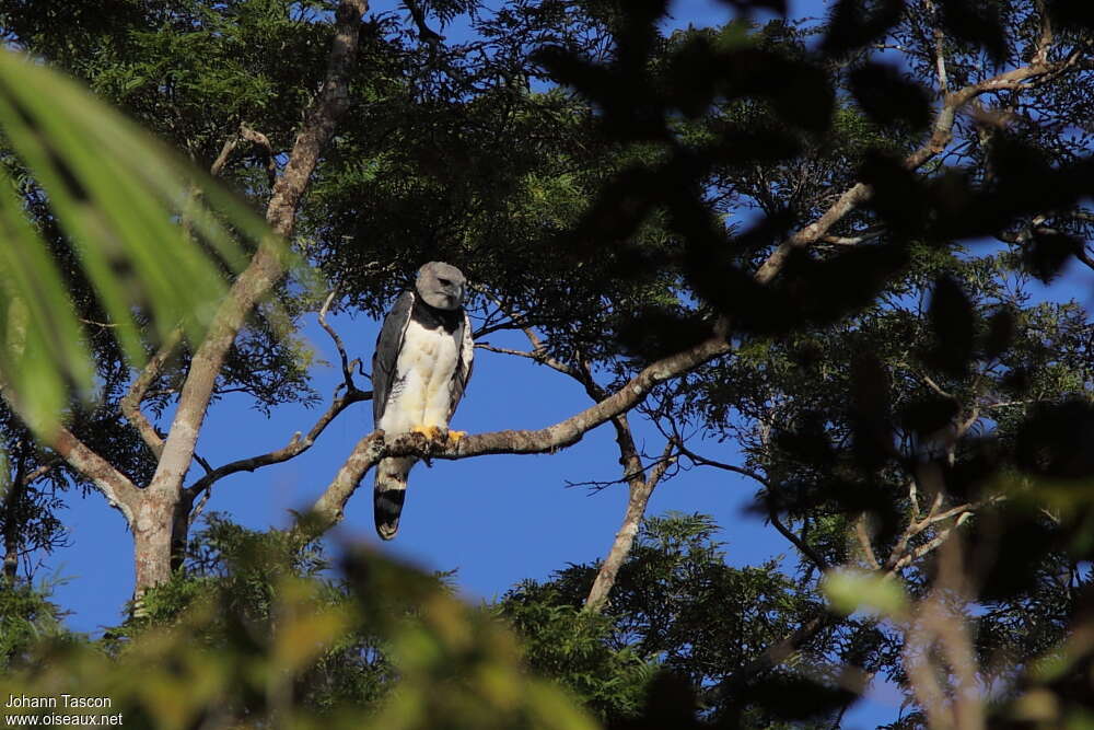 Harpie féroceadulte, habitat, pêche/chasse