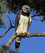 Harpy Eagle