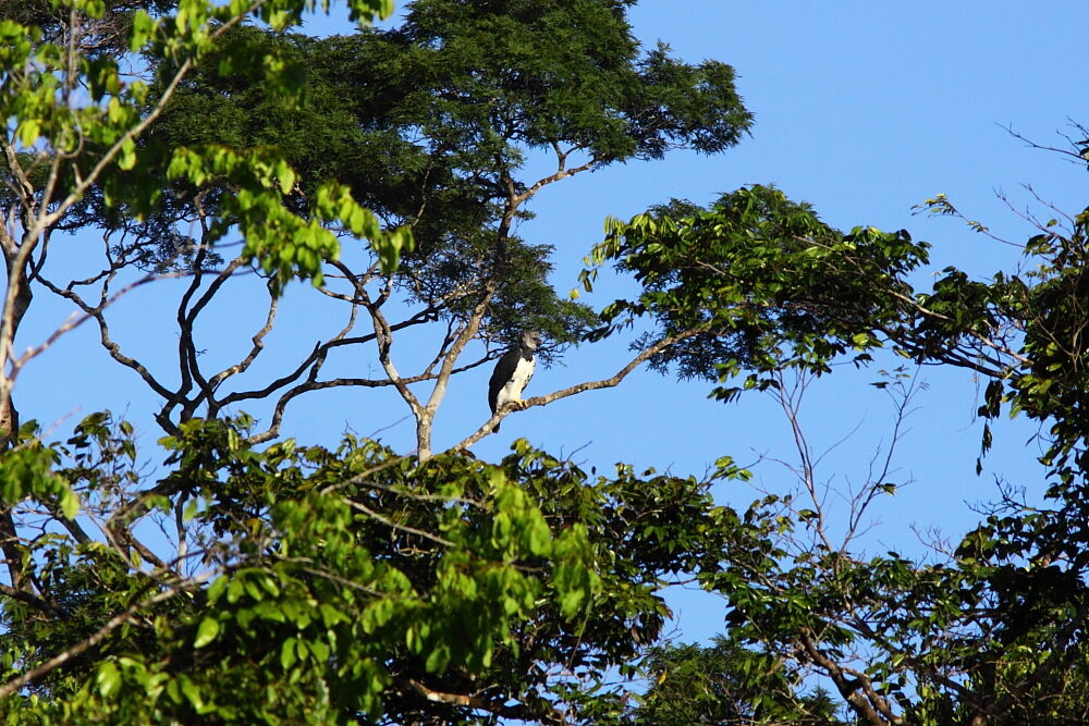 Harpie féroceadulte, identification, Comportement