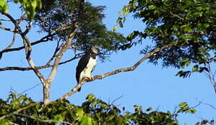 Harpy Eagle