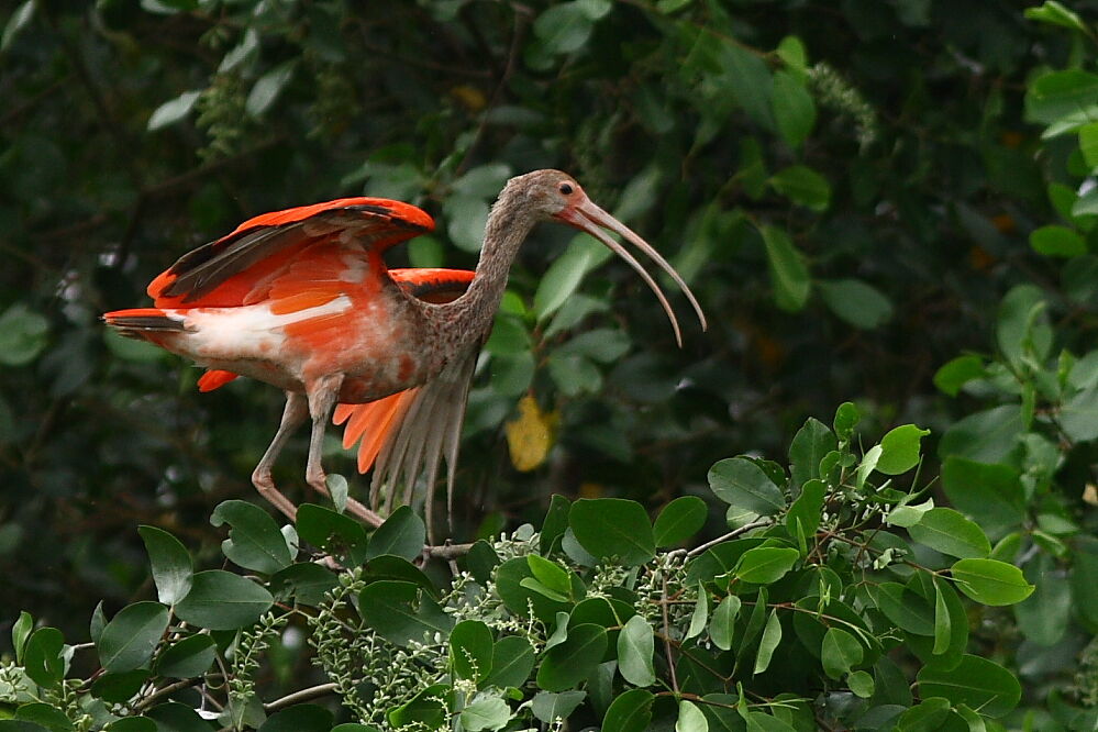 Scarlet Ibisimmature, identification