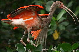 Ibis rouge