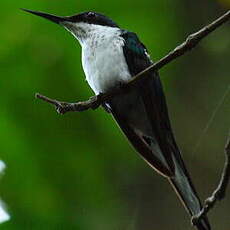 Colibri oreillard