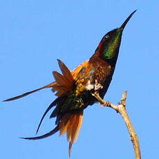 Colibri topaze