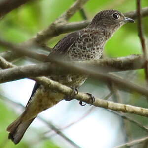 Cotinga de Daubenton